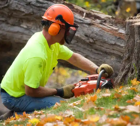 tree services Forest Hill